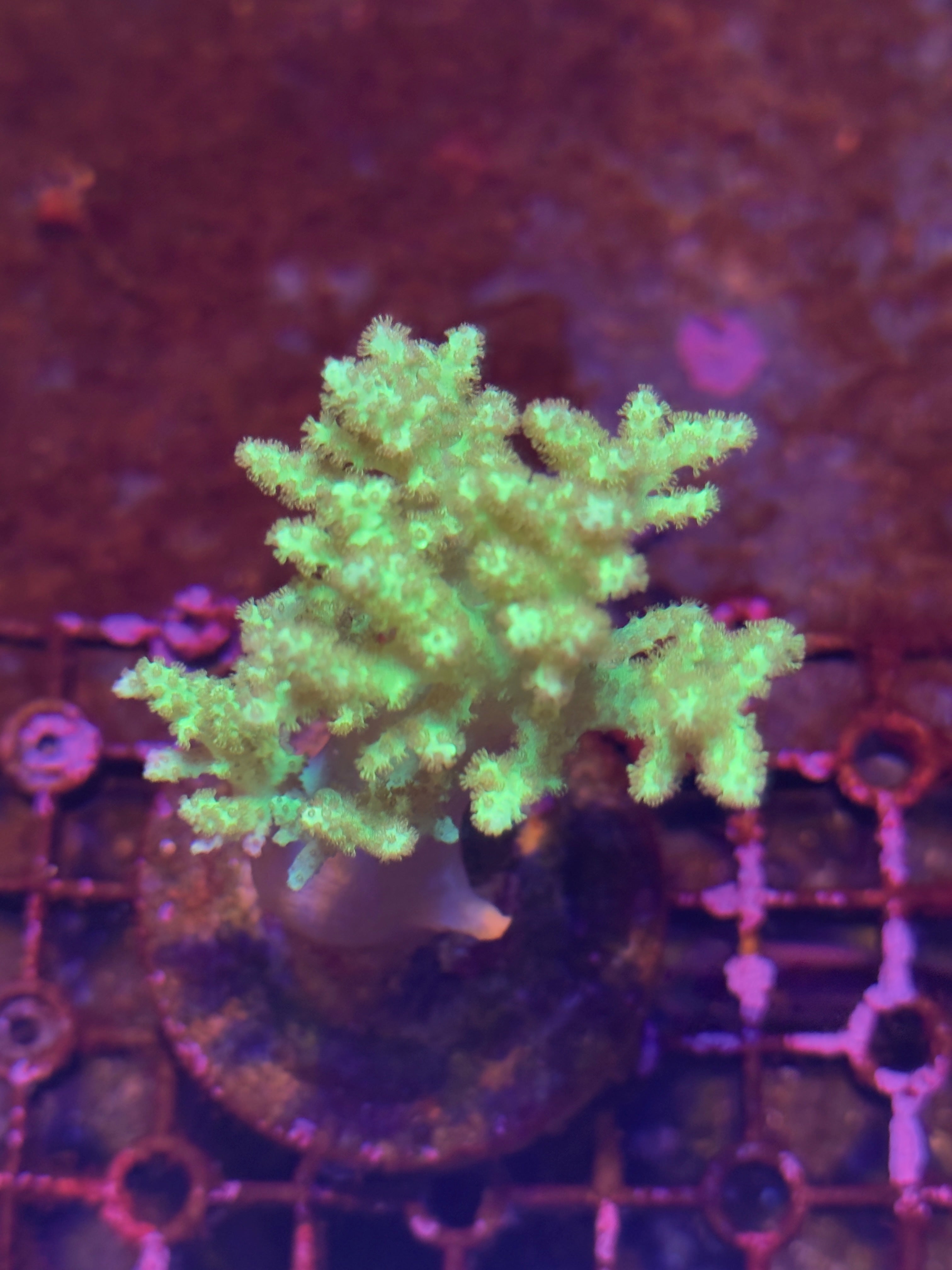 Soft Coral