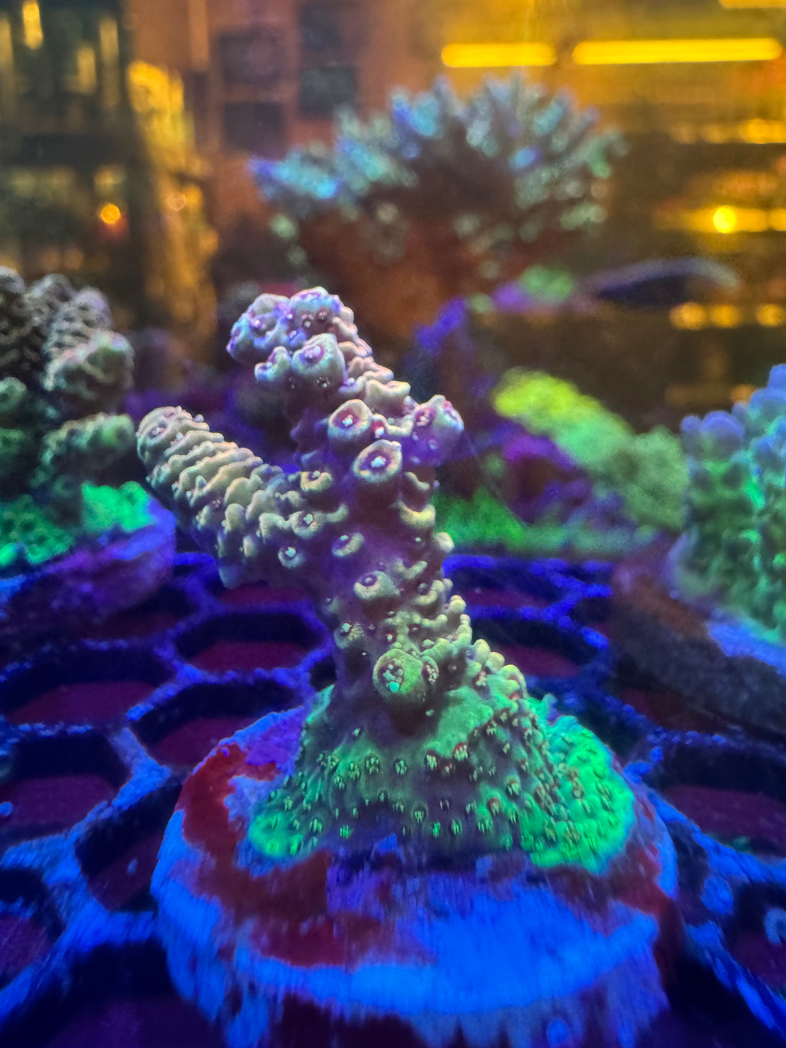 Small Polyp Stoney