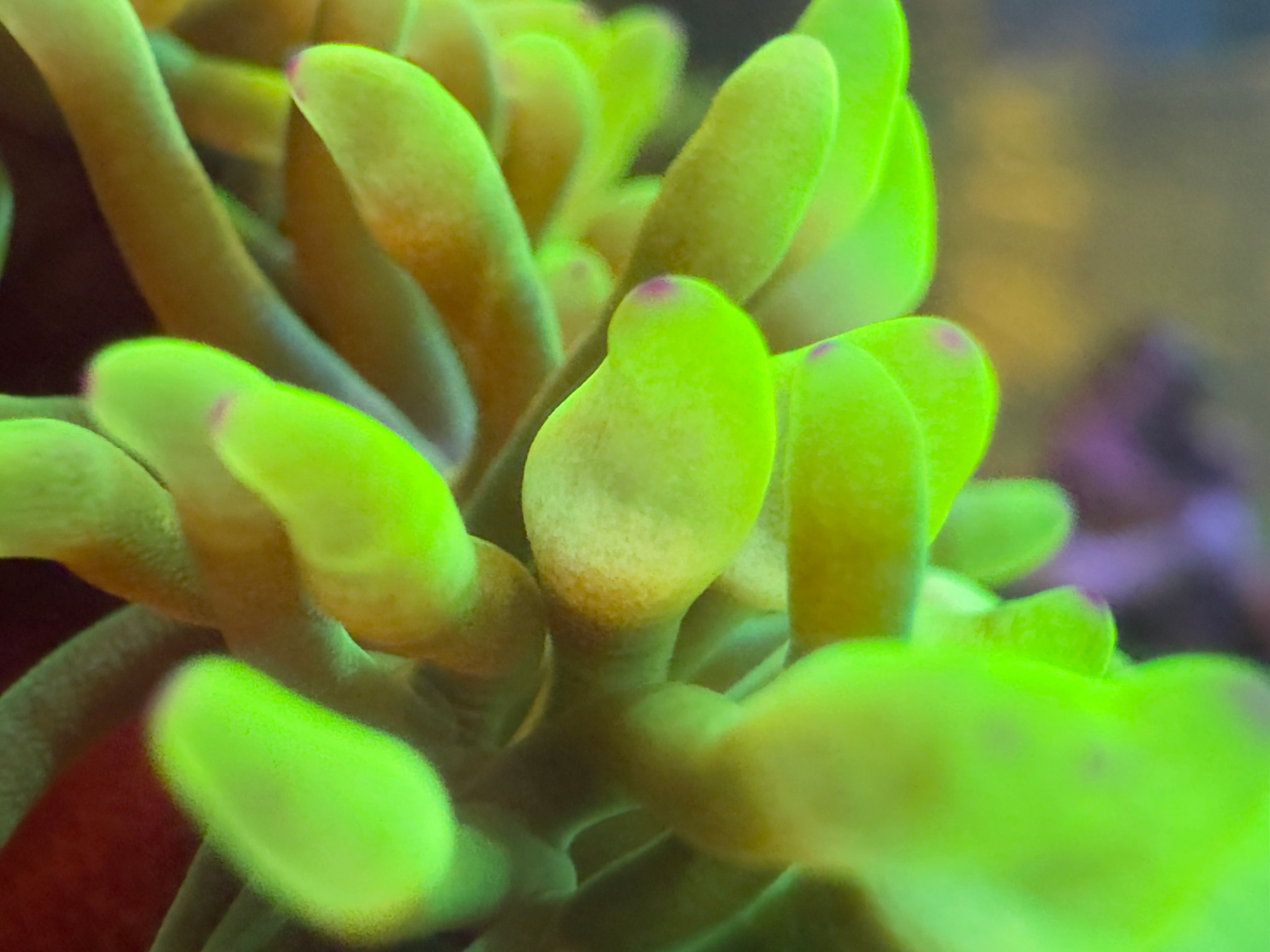 Anemones