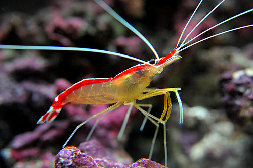 Invertebrates