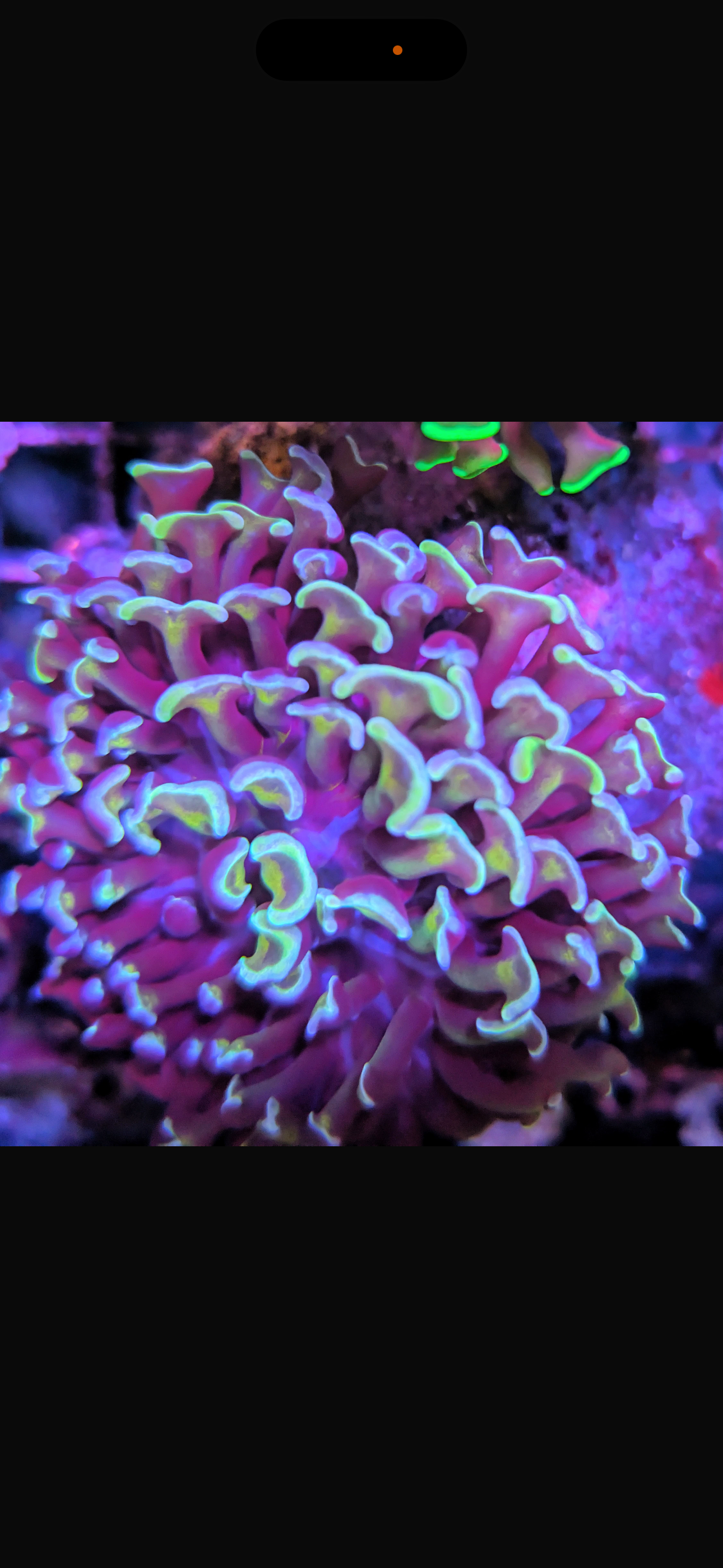 Large Polyp Stoney