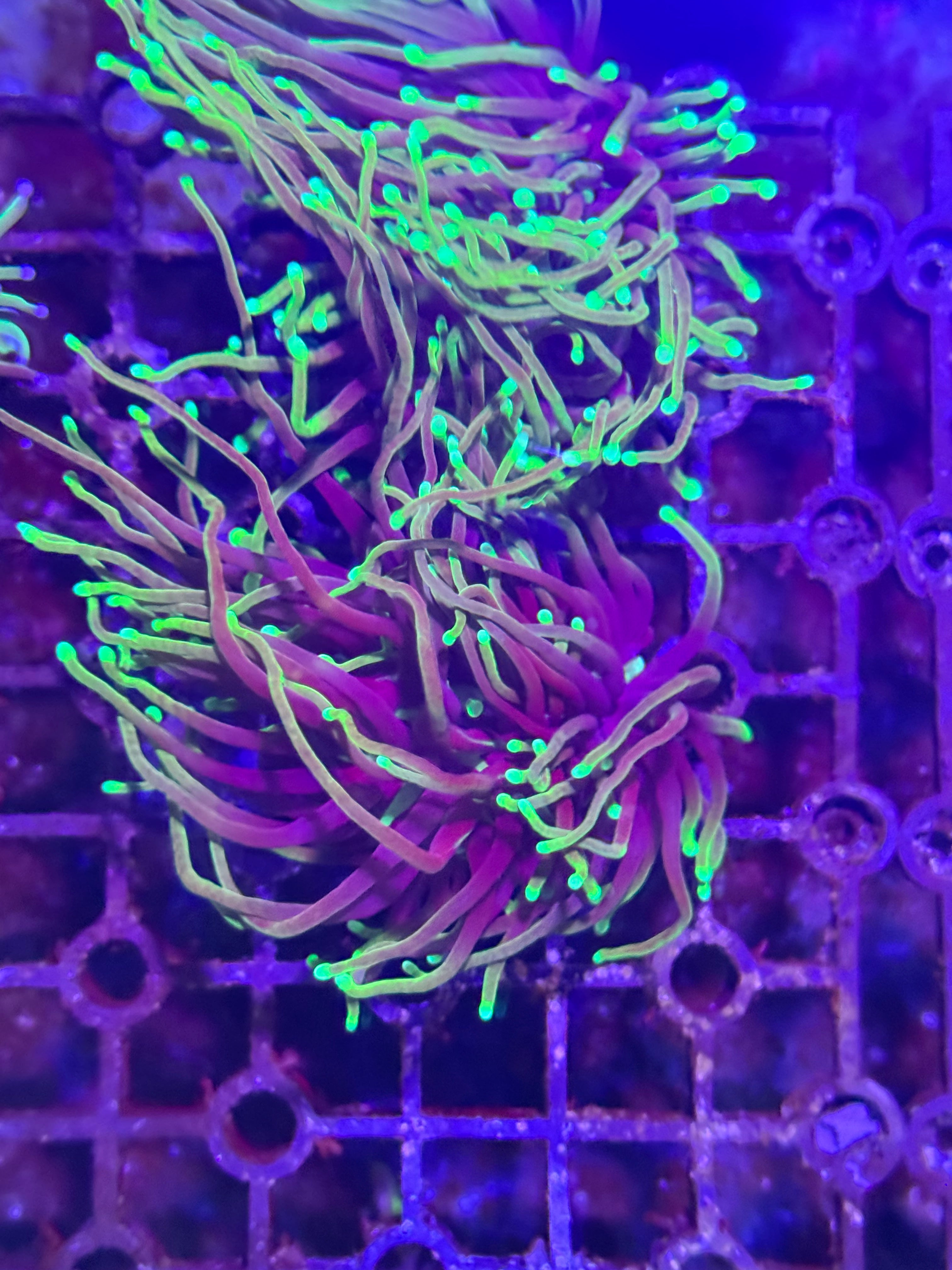 Torch Corals