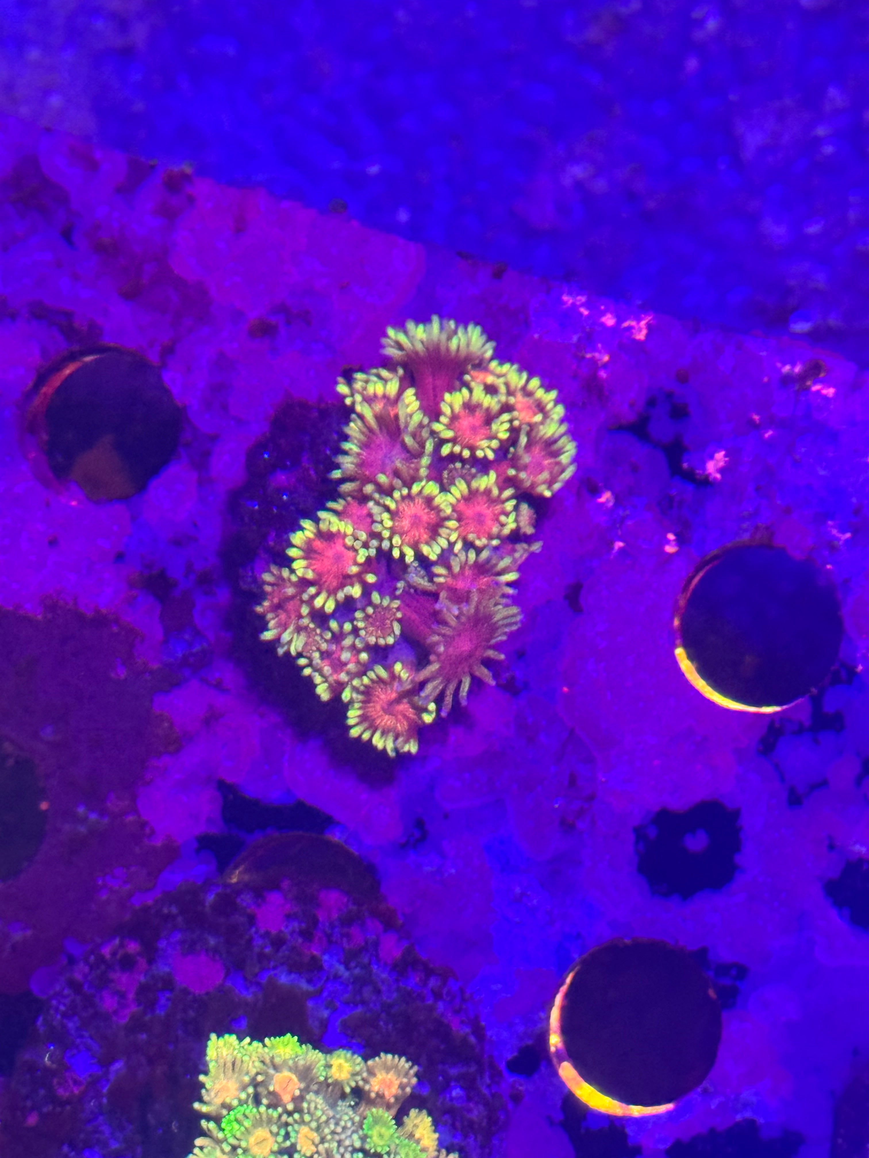 Goniopora/ alvepora
