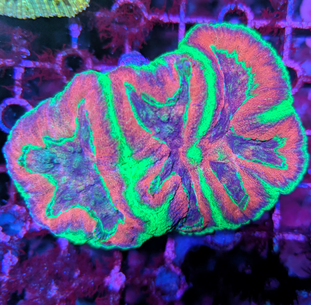 Lobophyllia/Symphyllia