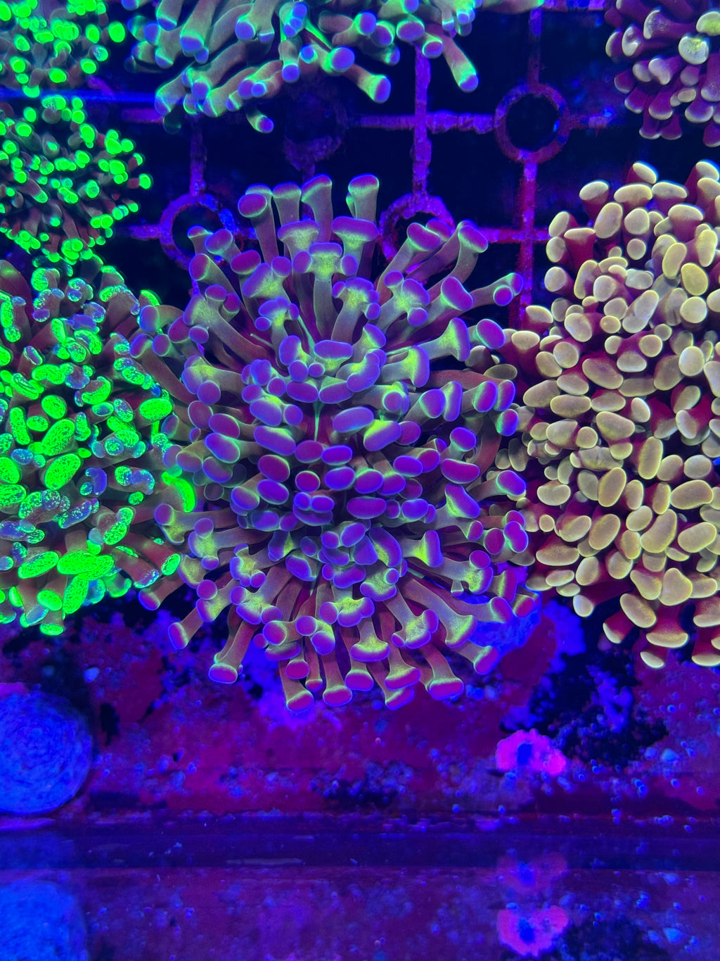 Hammer Corals