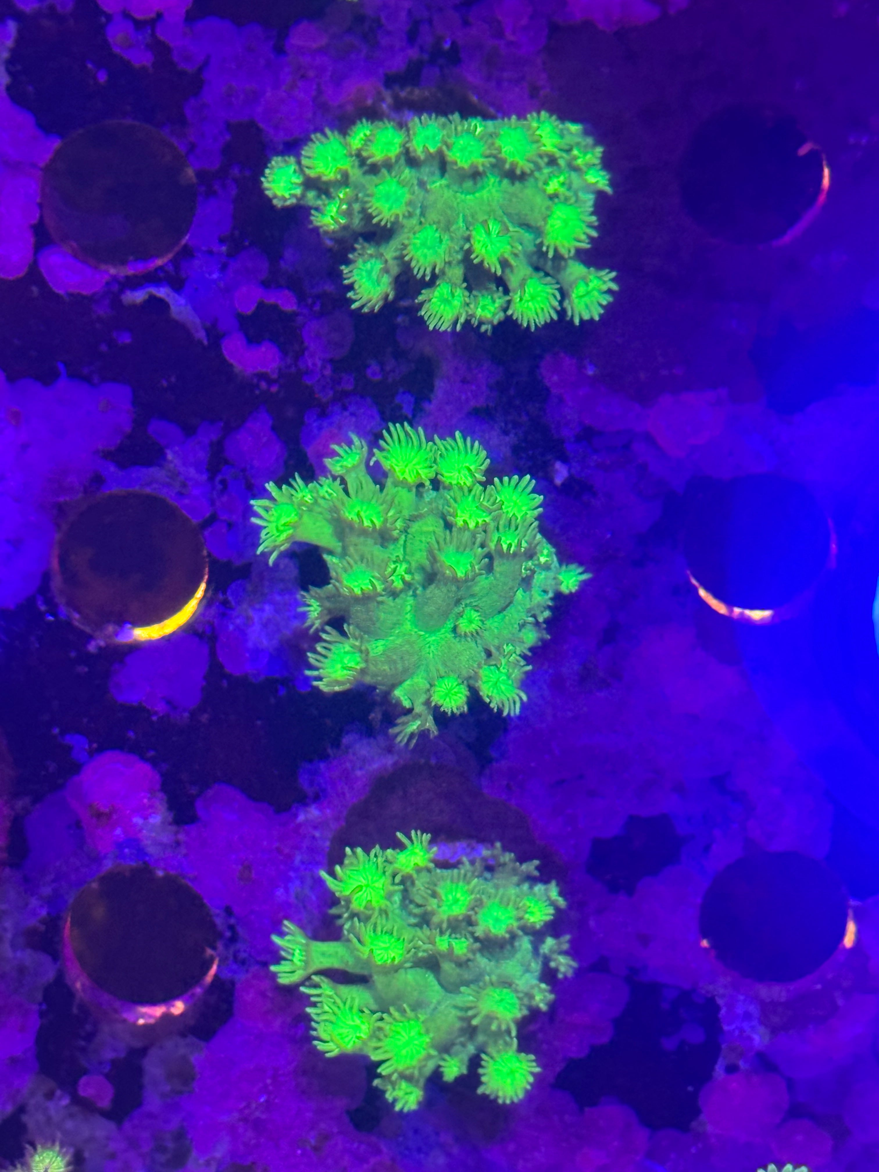 Goniopora/ alvepora