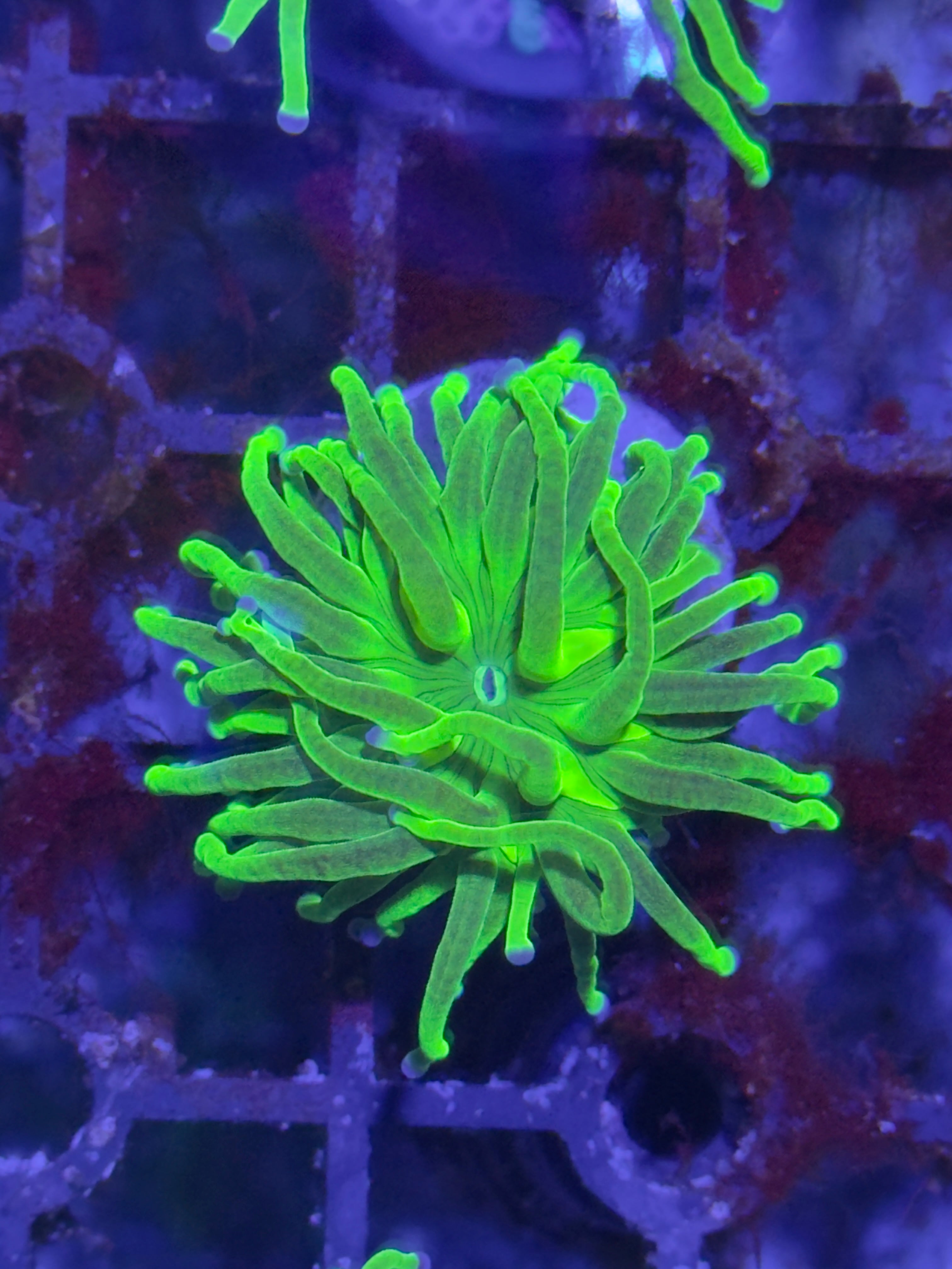Torch Corals