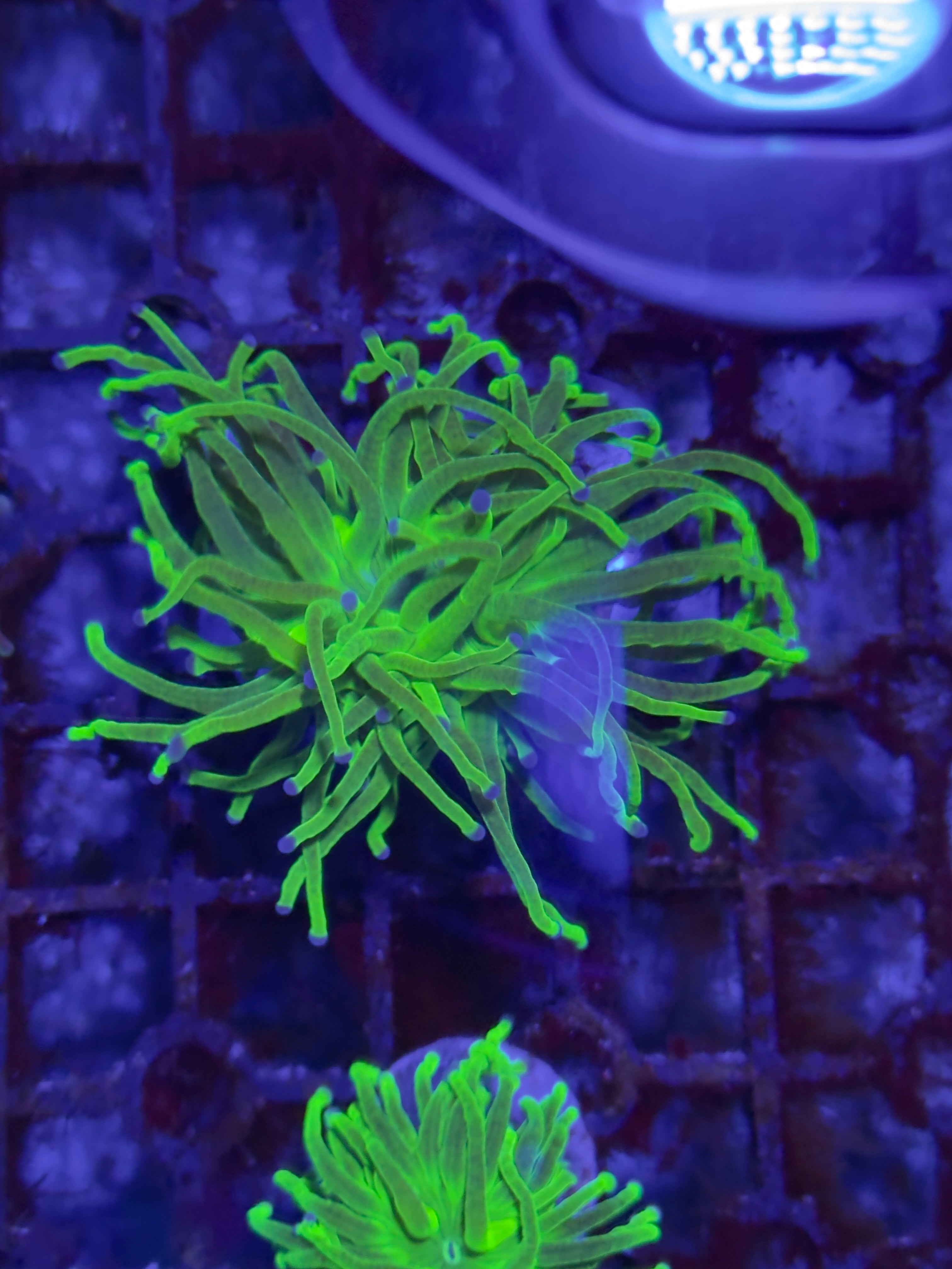 Torch Corals