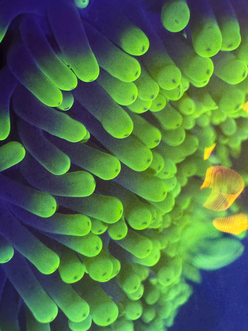 Ritteri Anenome