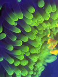 Ritteri Anenome