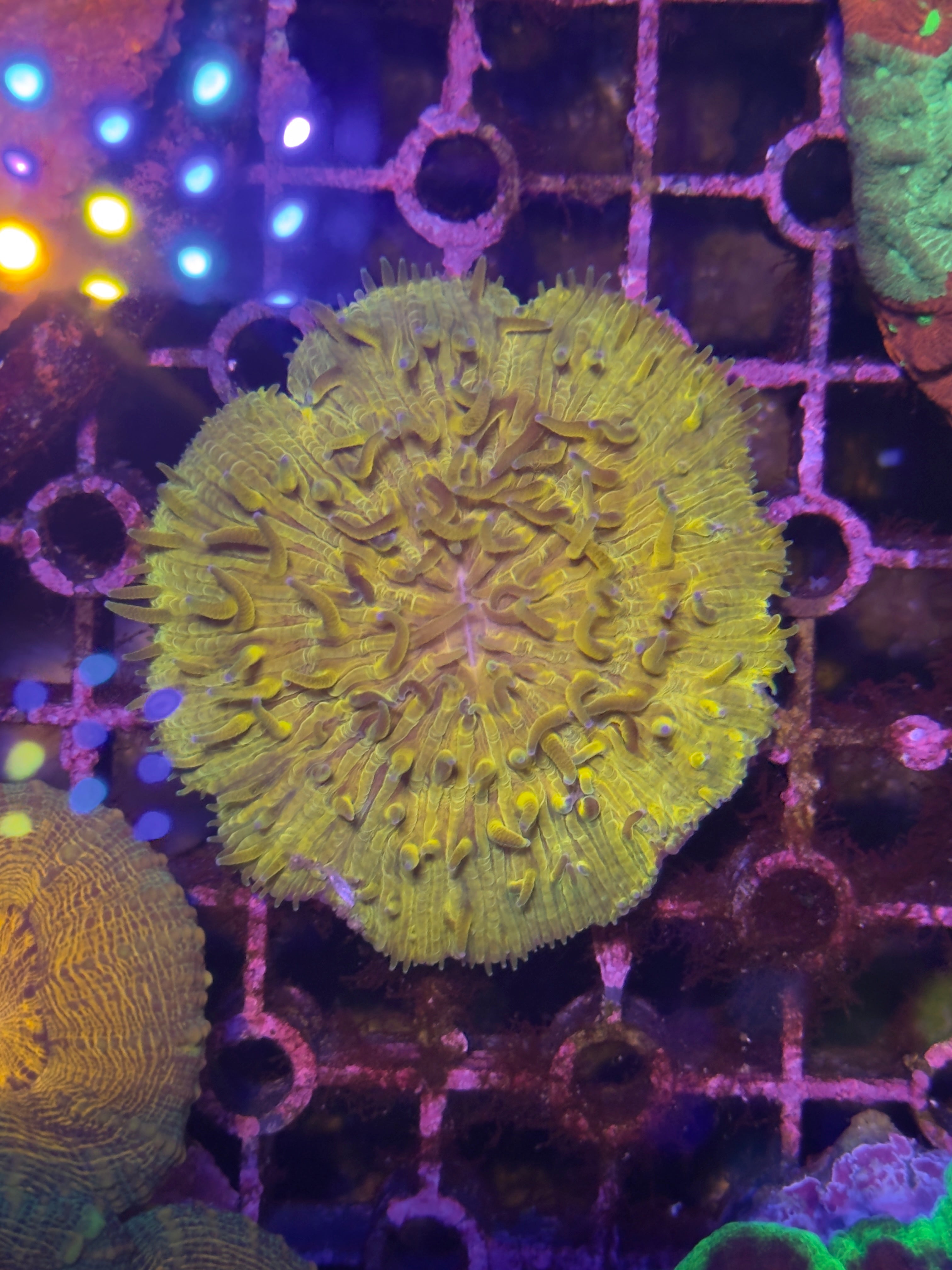 Fungia plate coral
