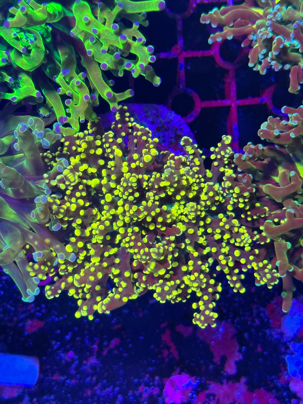 Frogspawn Corals