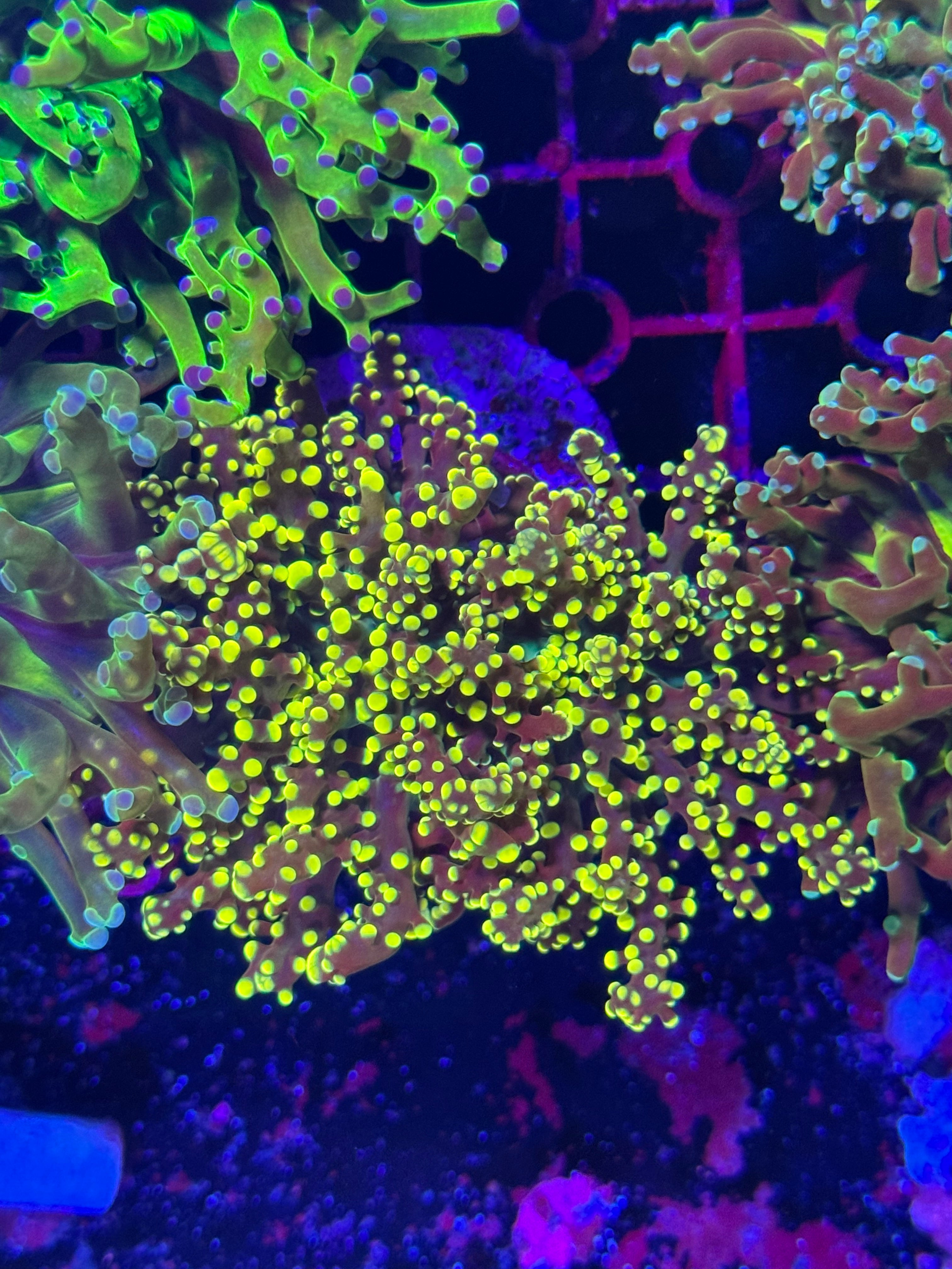 Frogspawn Corals