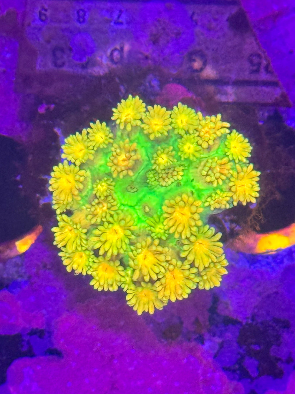 Goniopora/ alvepora