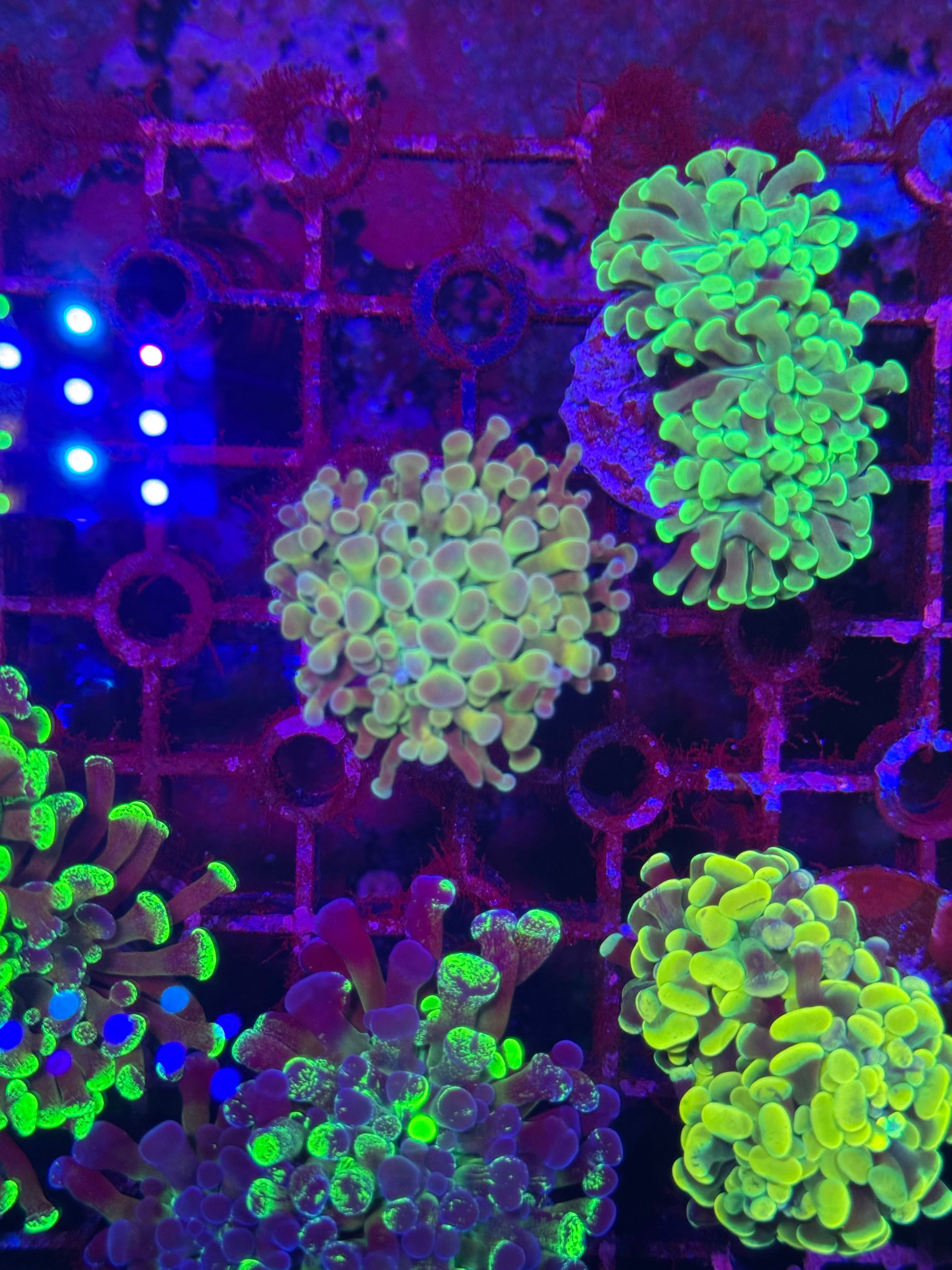 Hammer Corals