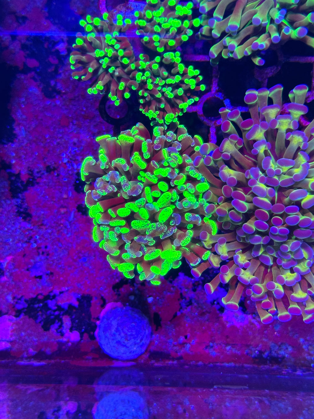Hammer Corals