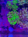 Hammer Corals