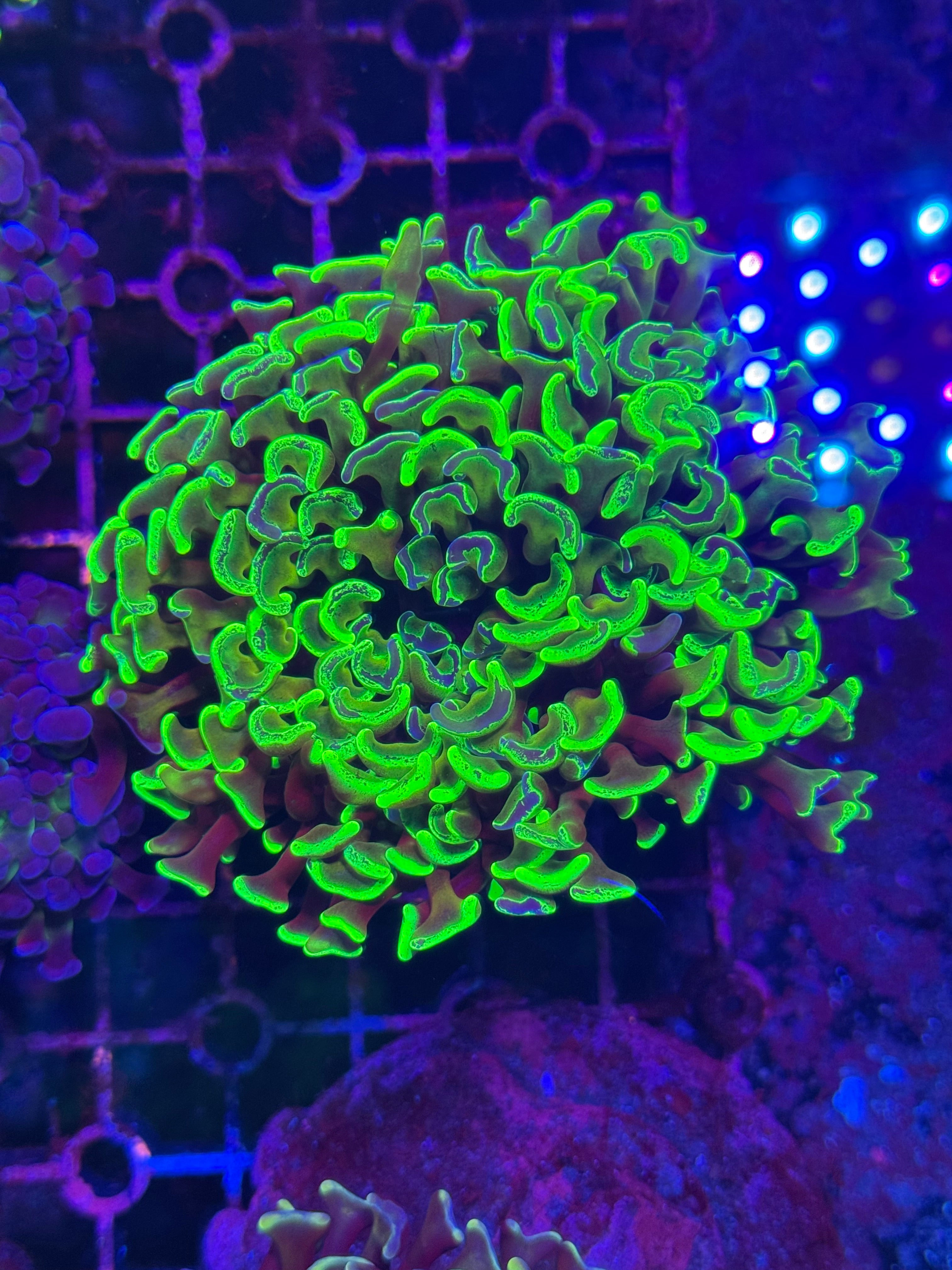 Hammer Corals
