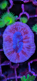 Trachyphyllia