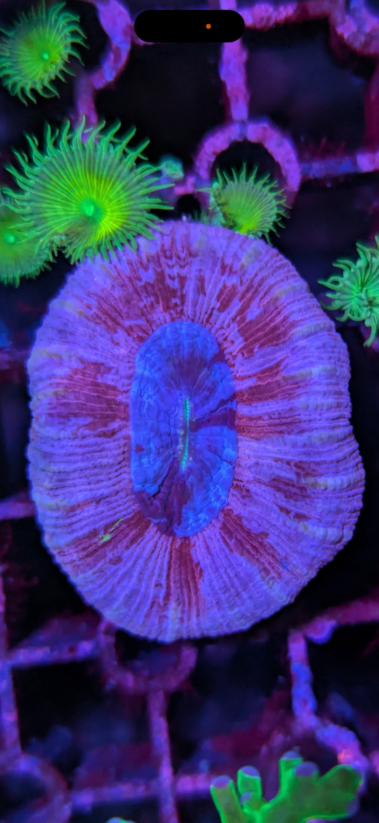 Trachyphyllia