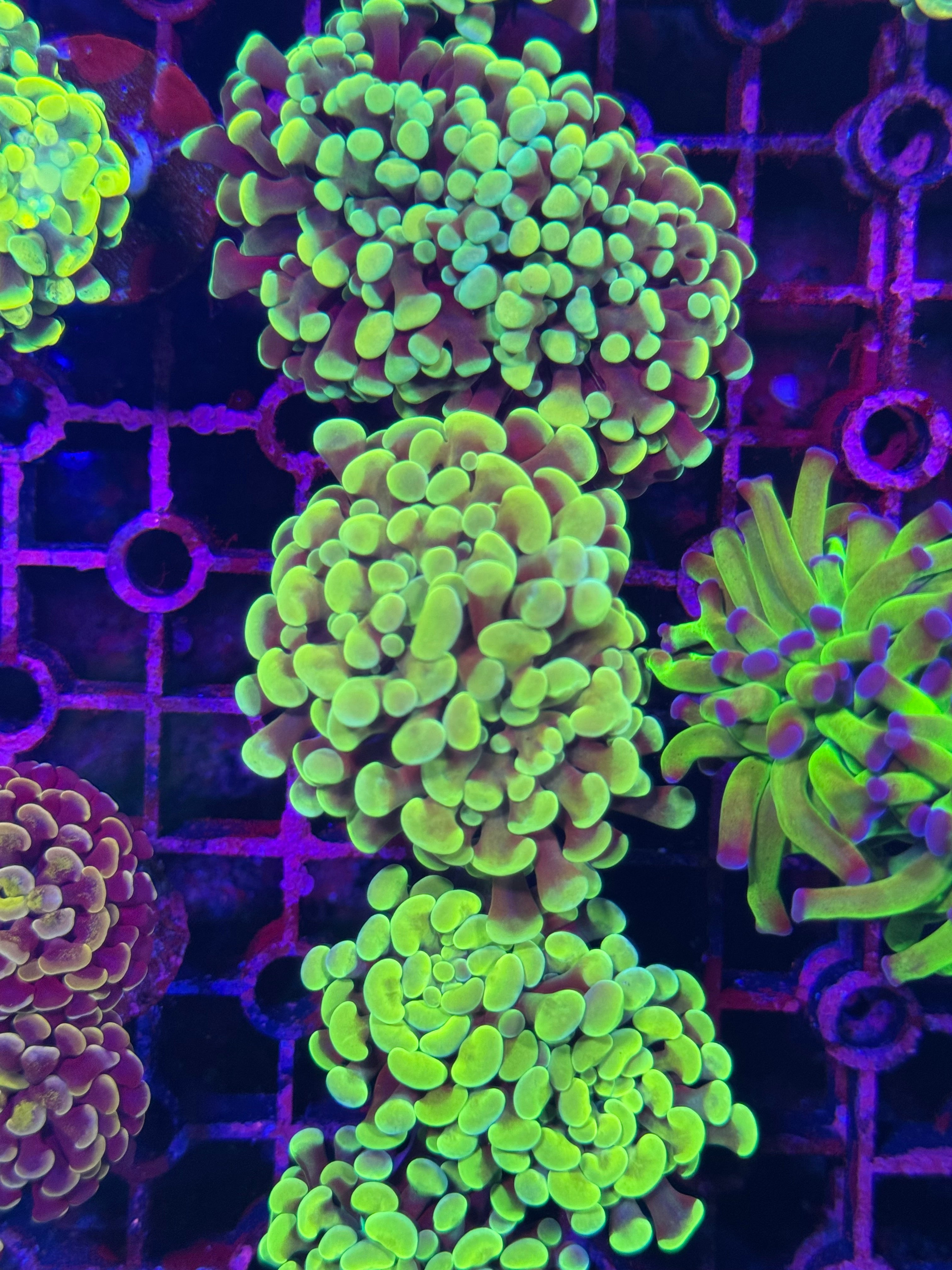 Hammer Corals