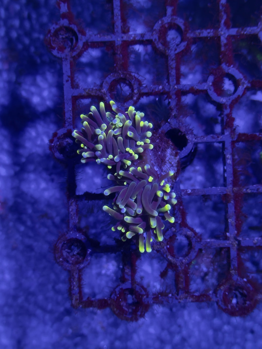 Torch Corals