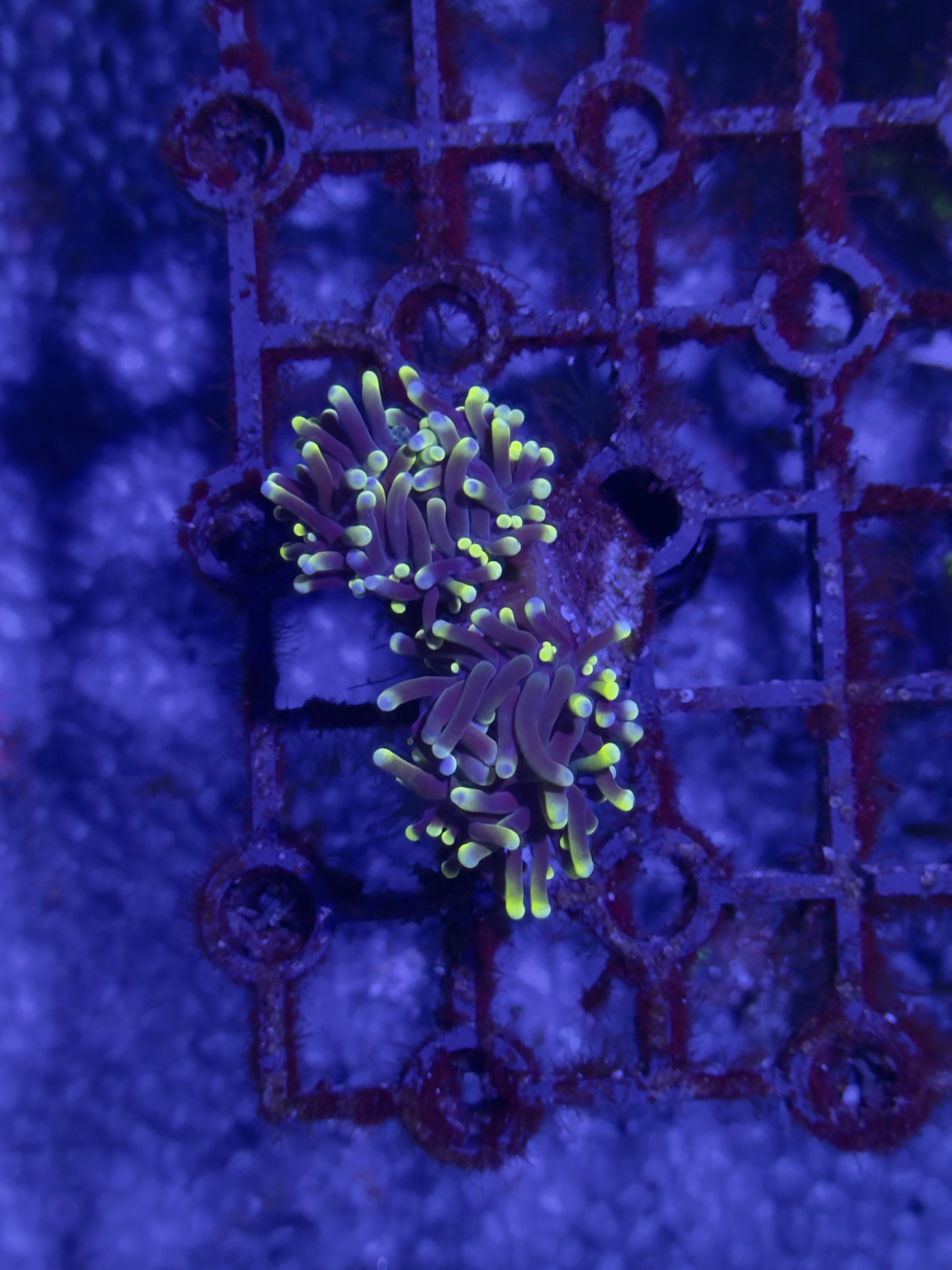 Torch Corals