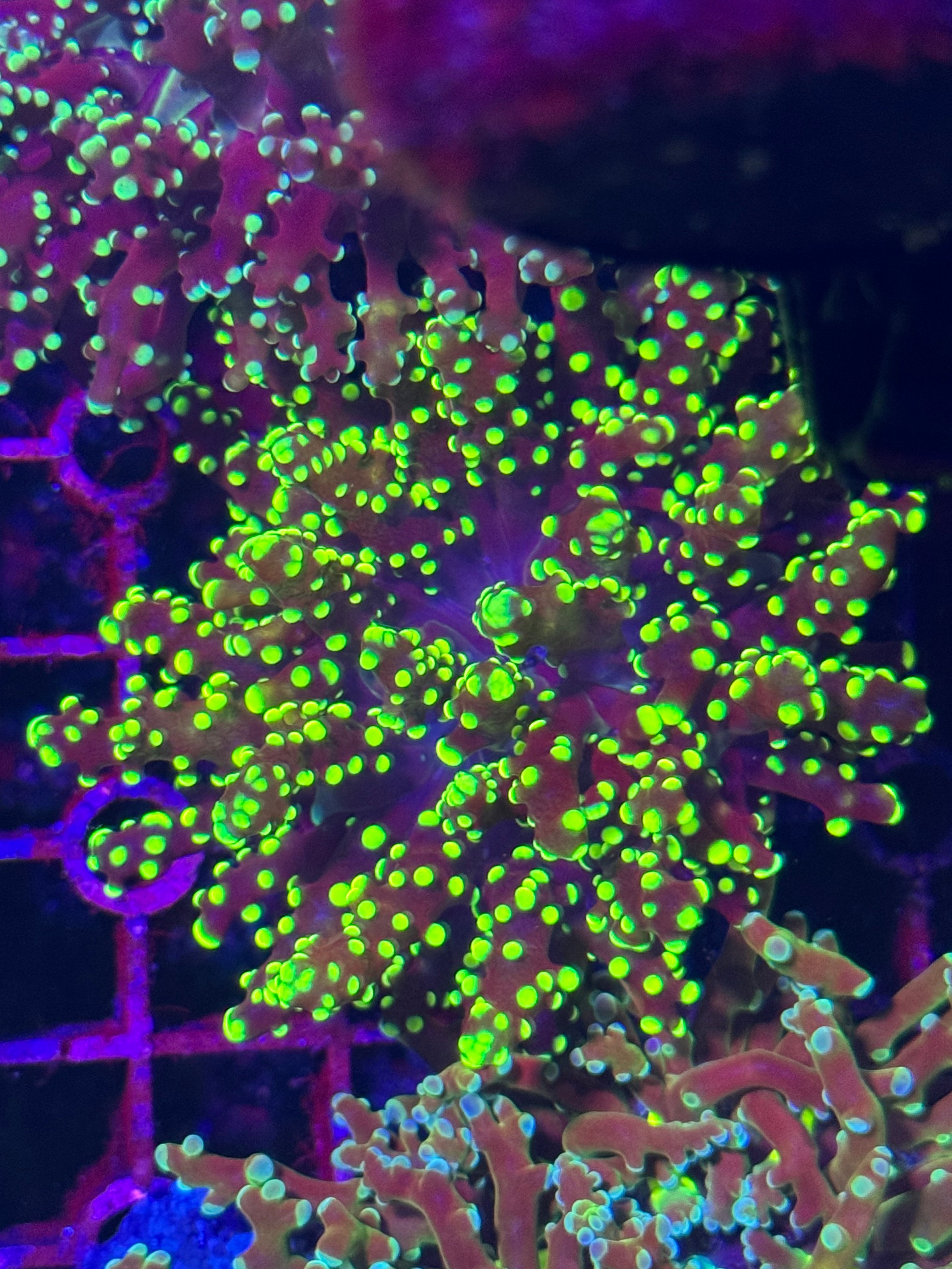 Frogspawn Corals