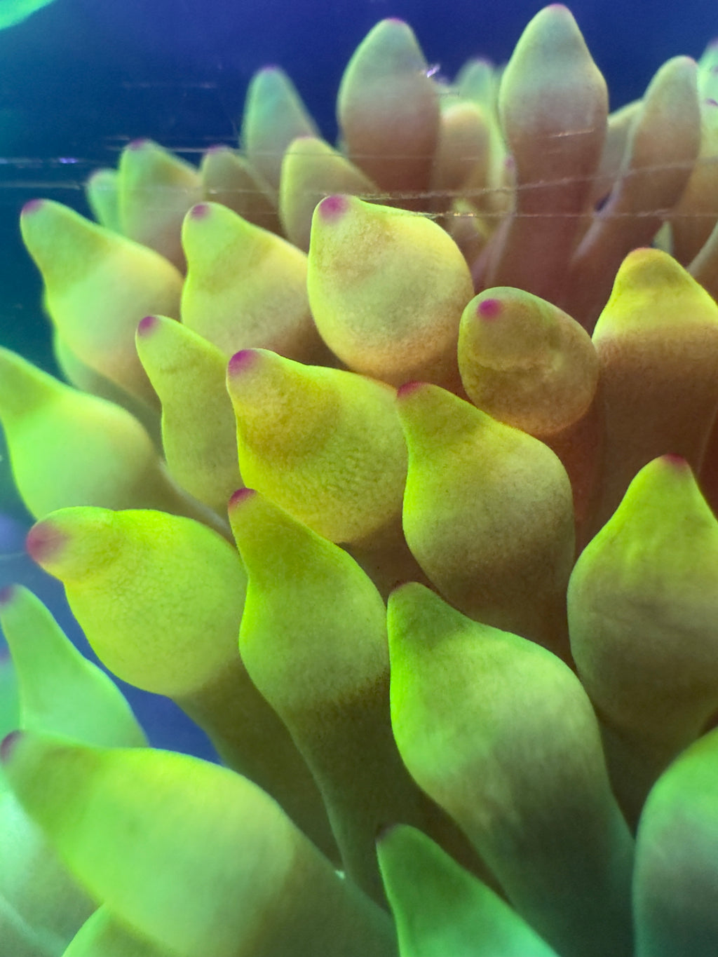 Bubble tip Anenome