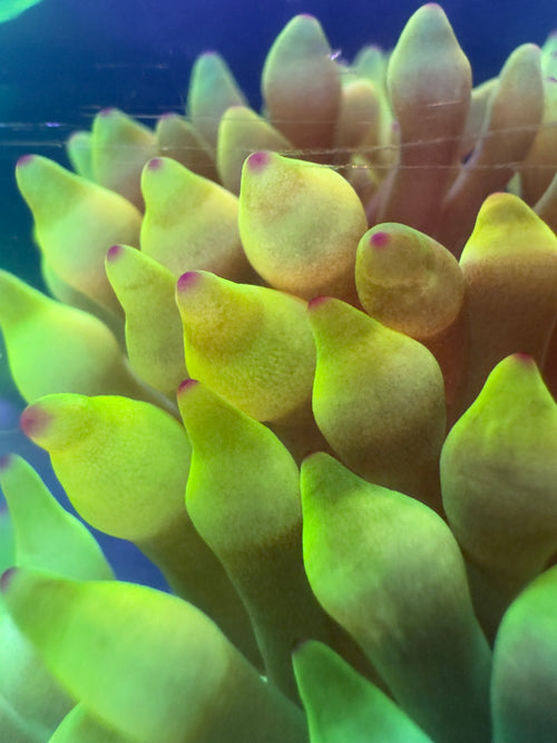 Bubble tip Anenome