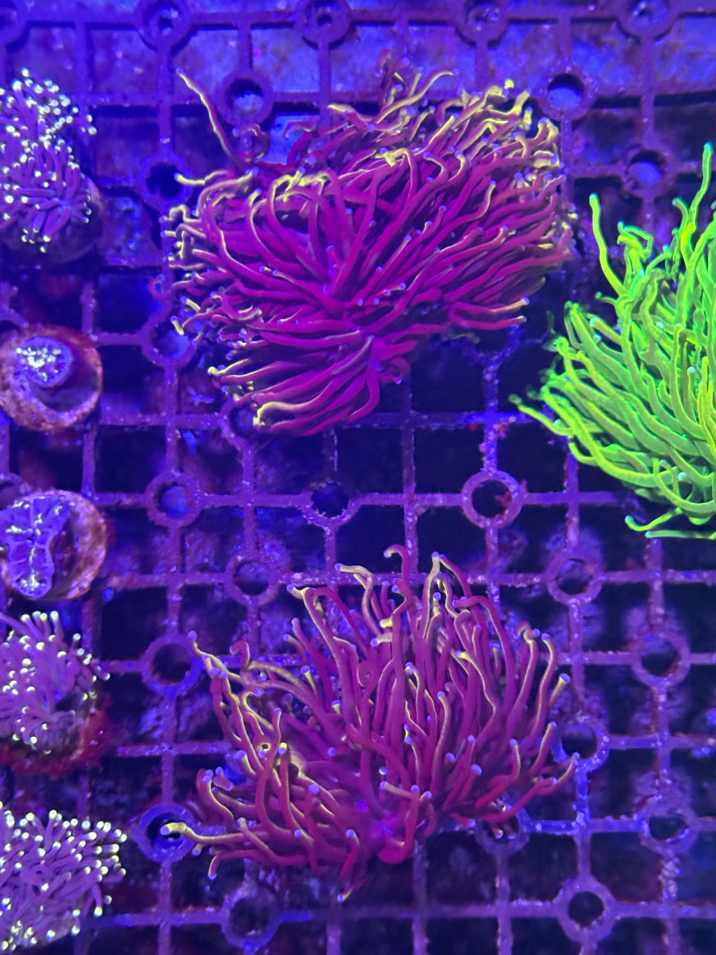 Torch Corals