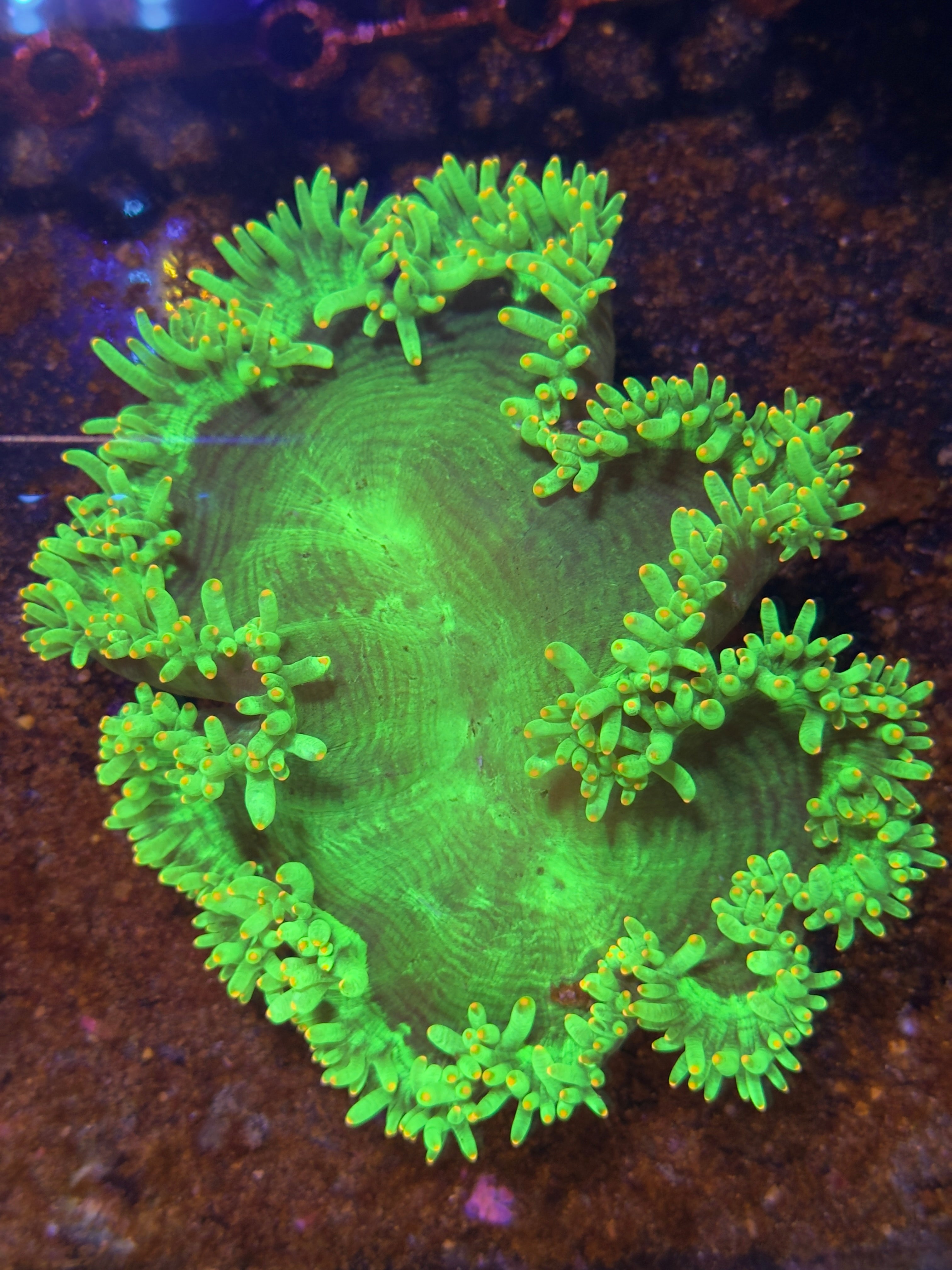 Catalaphyllia