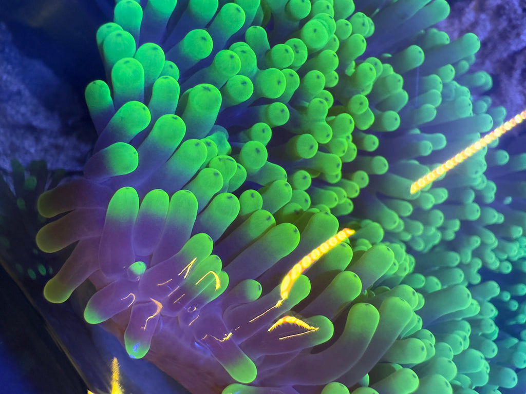 Ritteri Anenome