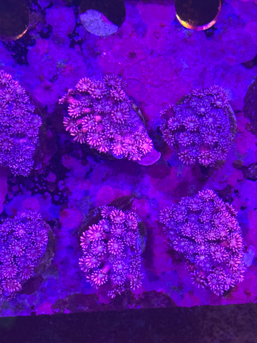 Goniopora/ alvepora
