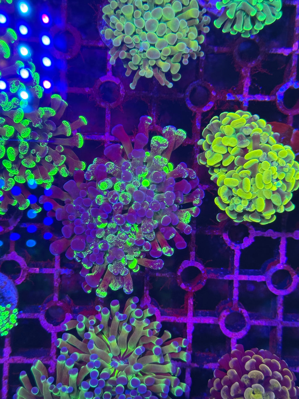 Hammer Corals
