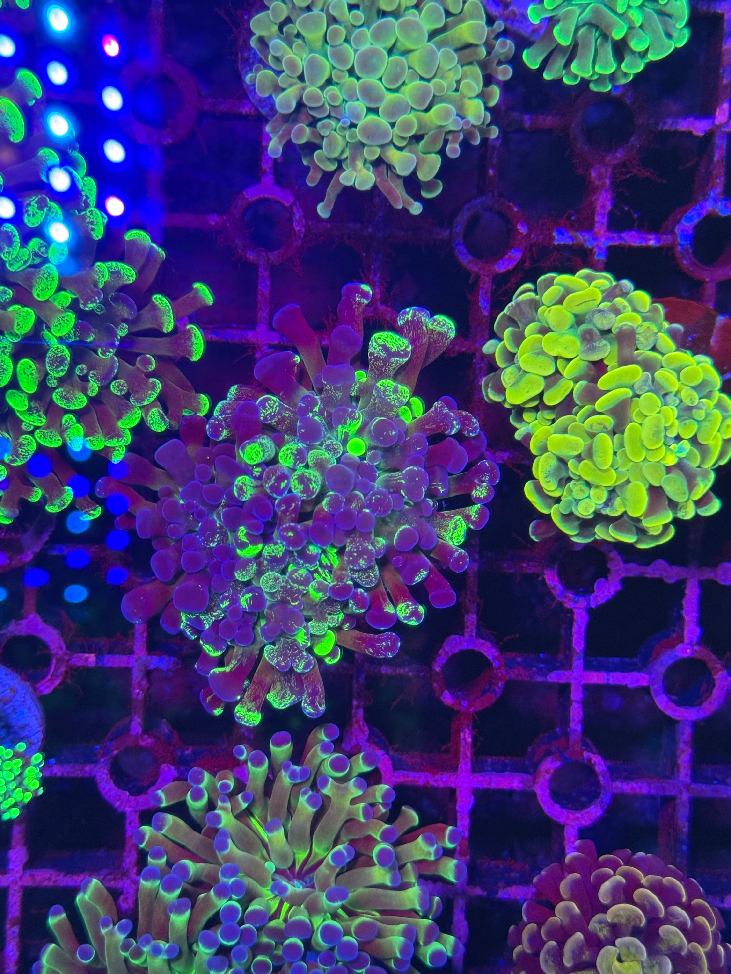 Hammer Corals