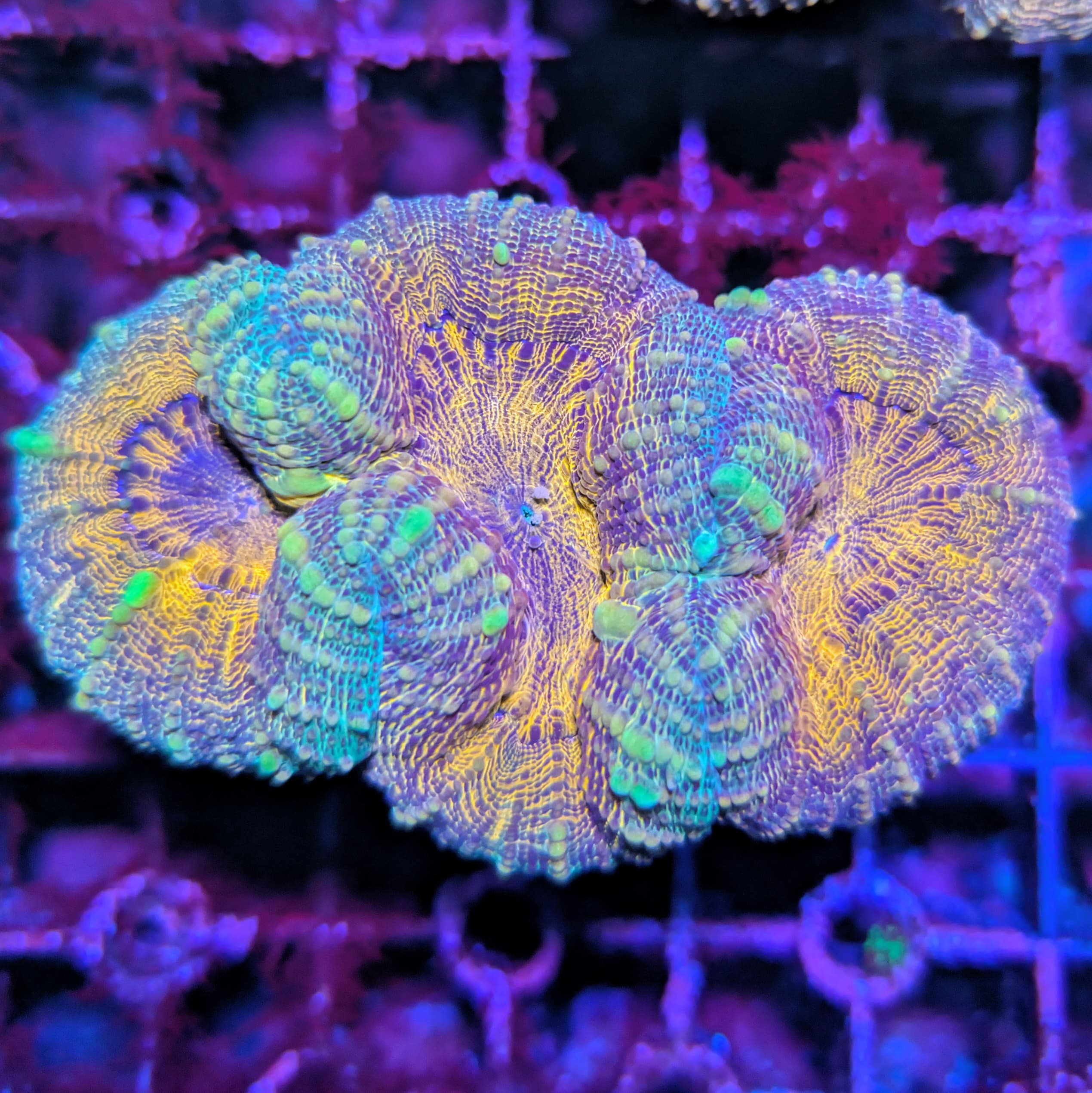 Lobophyllia/Symphyllia