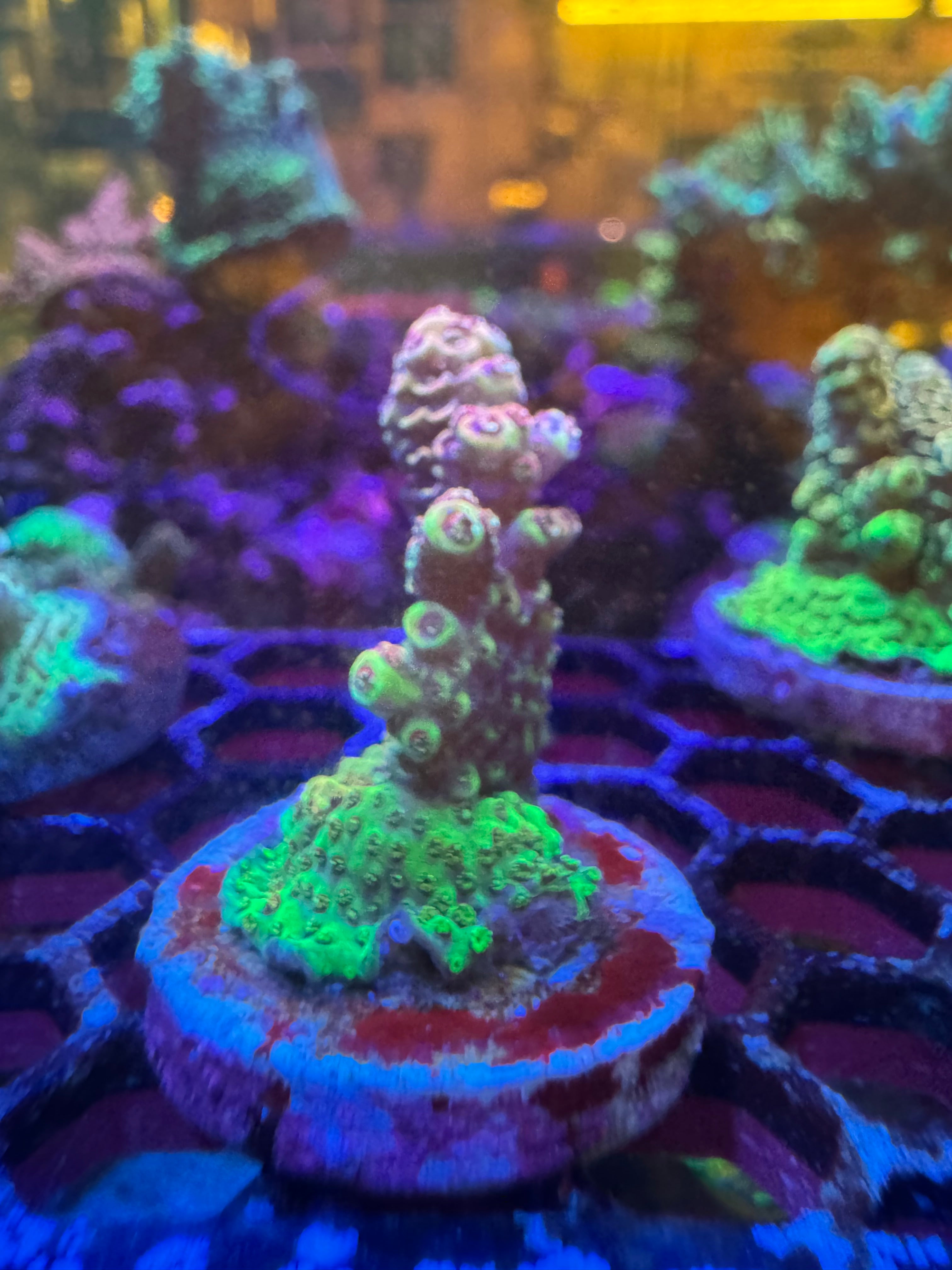 Acropora Frags