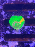 Scolymia