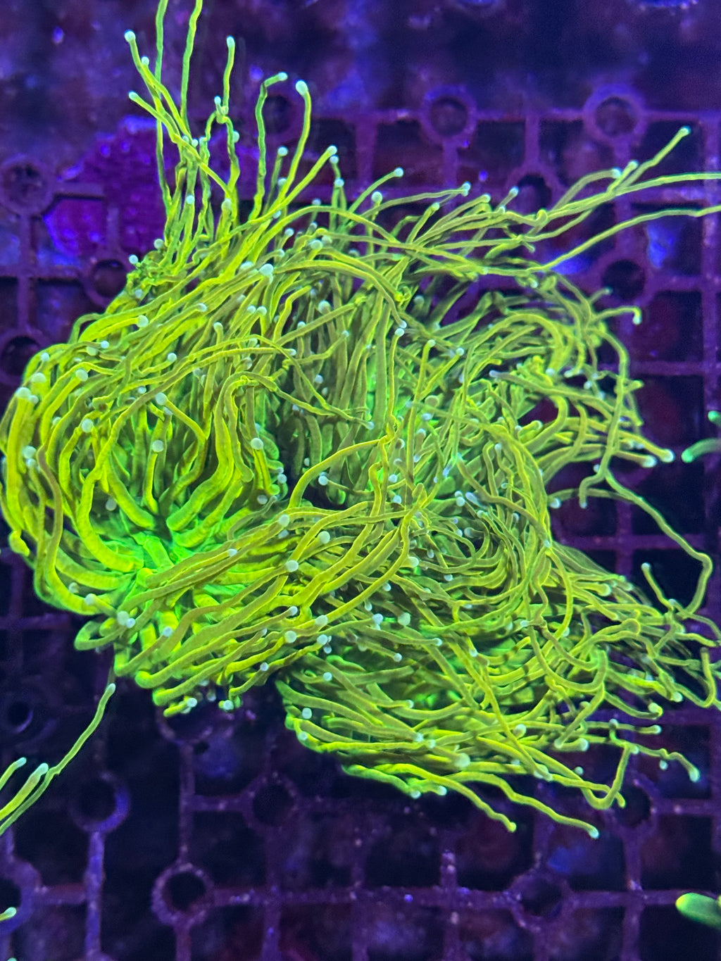 Torch Corals