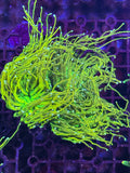 Torch Corals