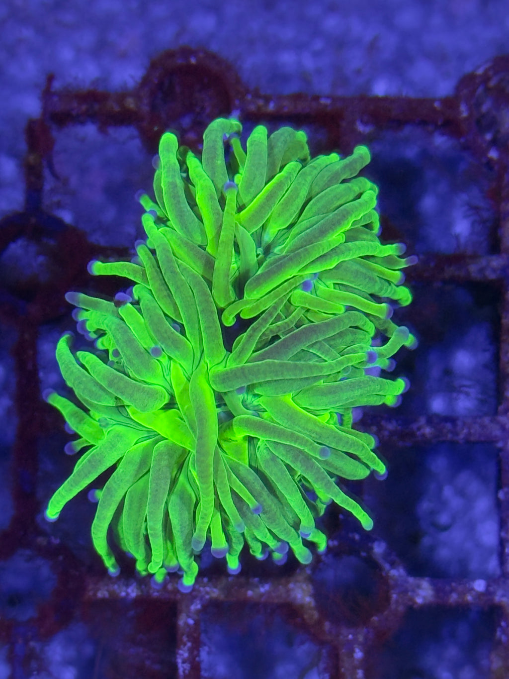 Torch Corals