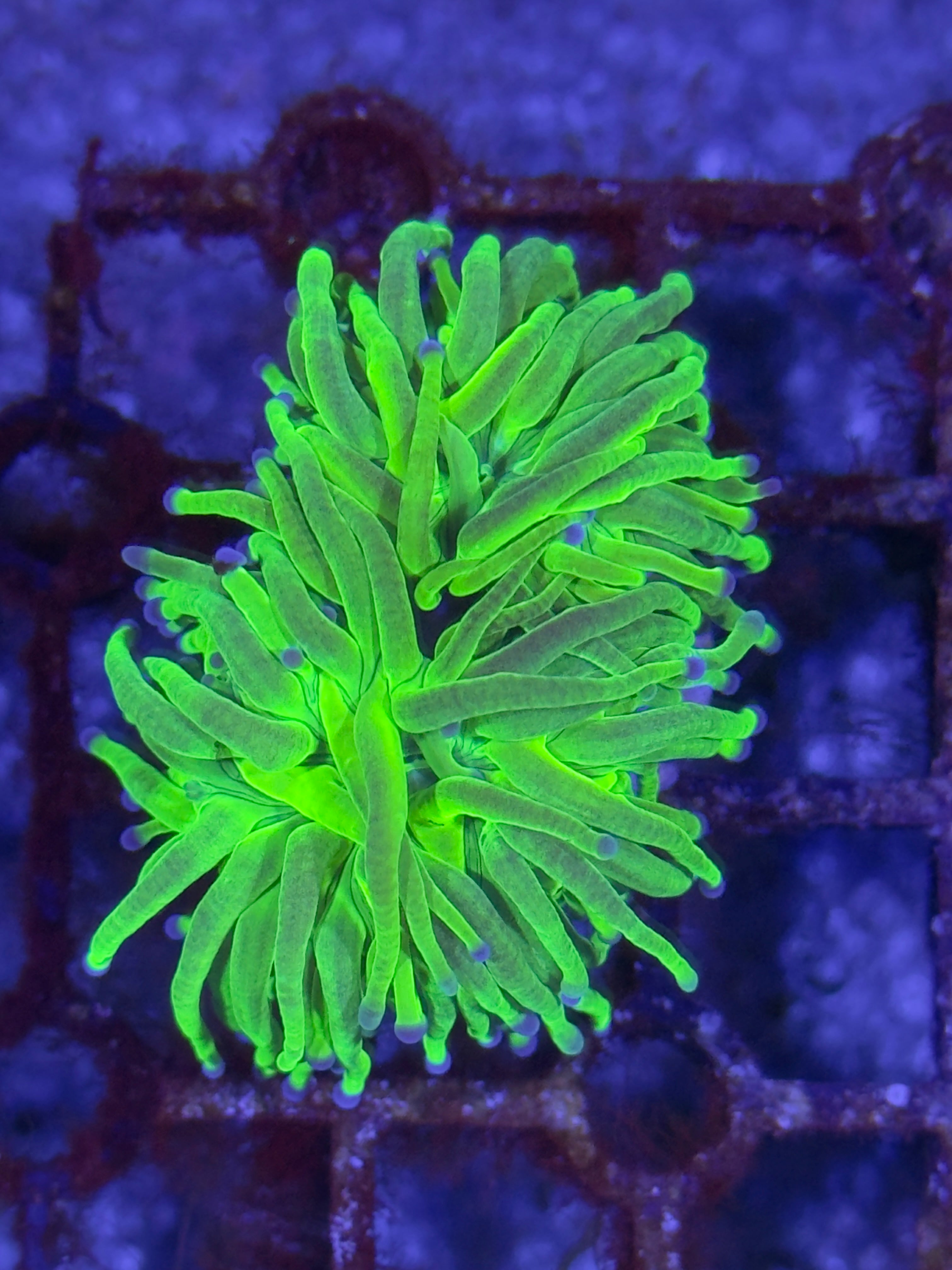 Torch Corals