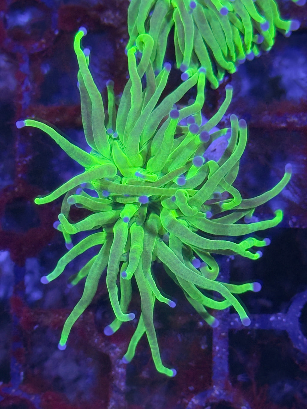 Torch Corals