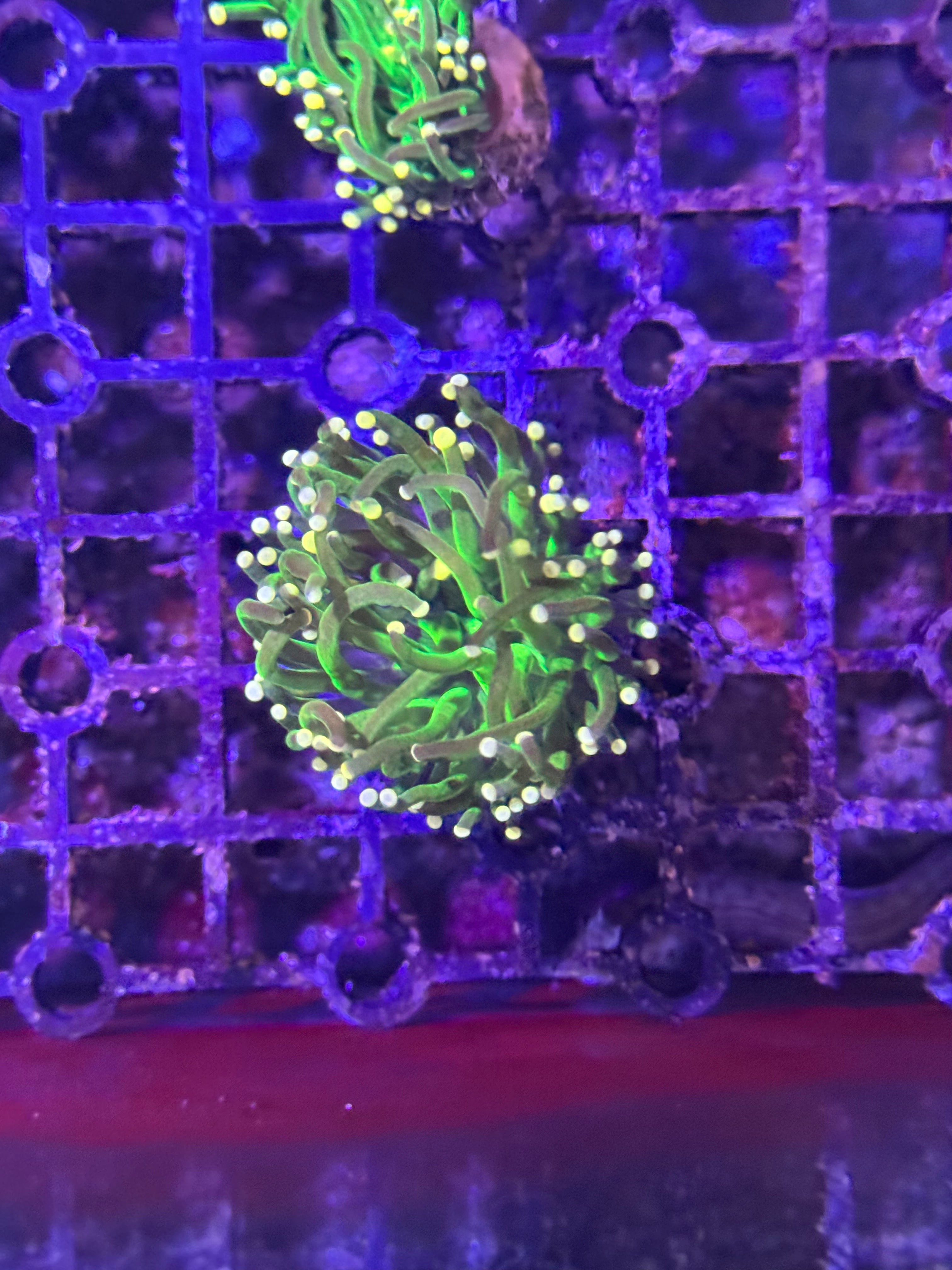 Torch Corals