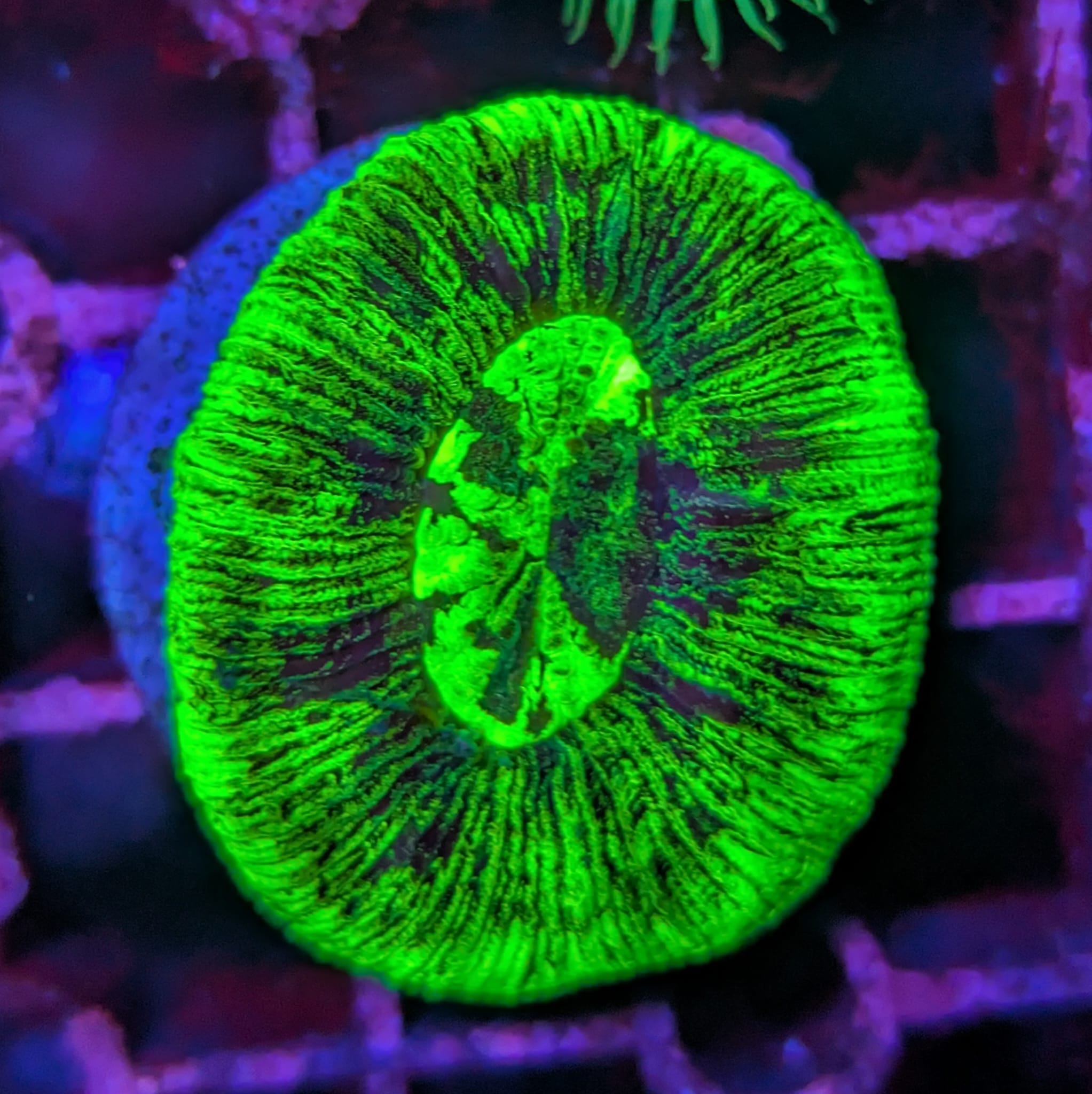 Trachyphyllia