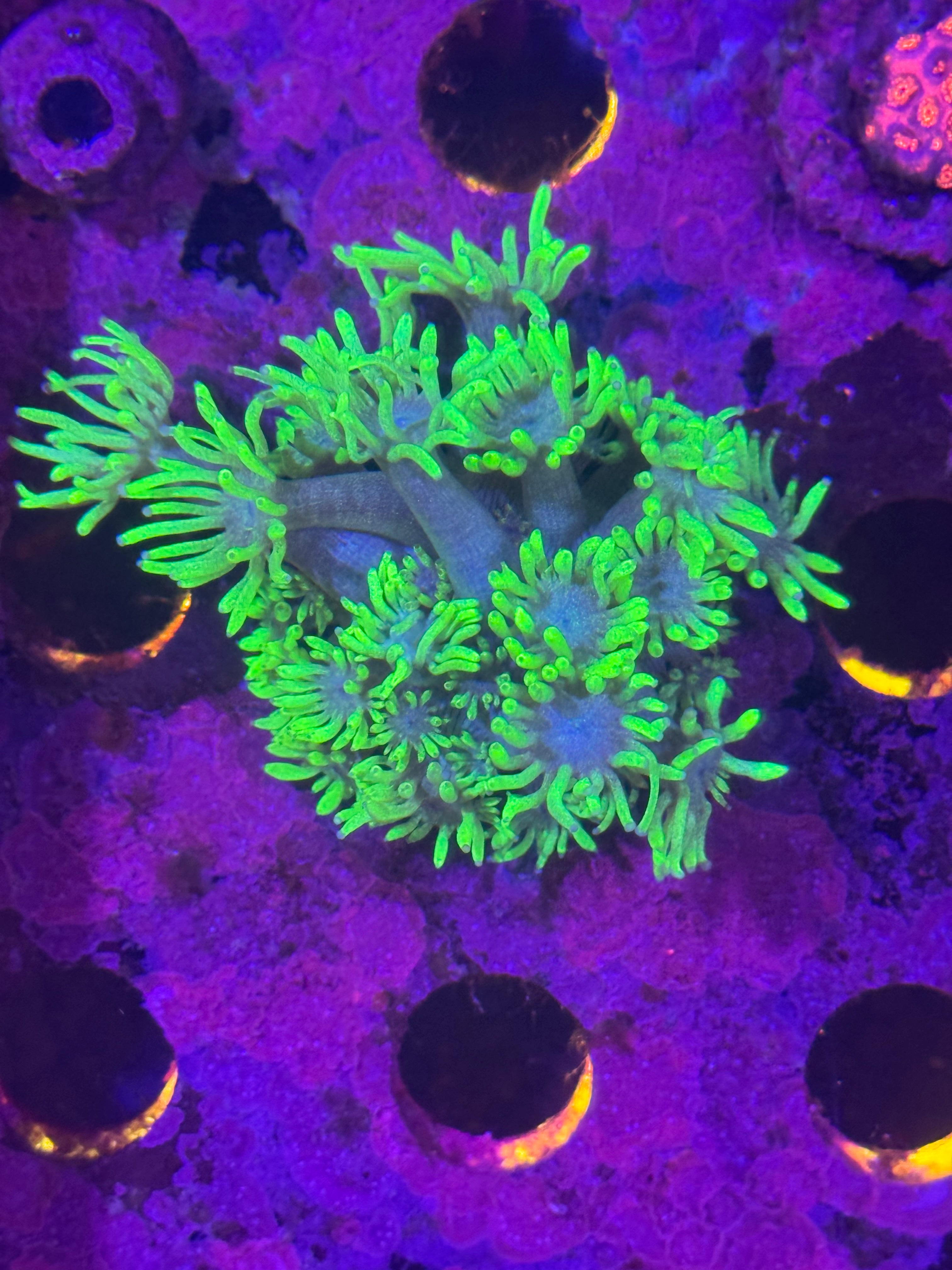 Goniopora/ alvepora