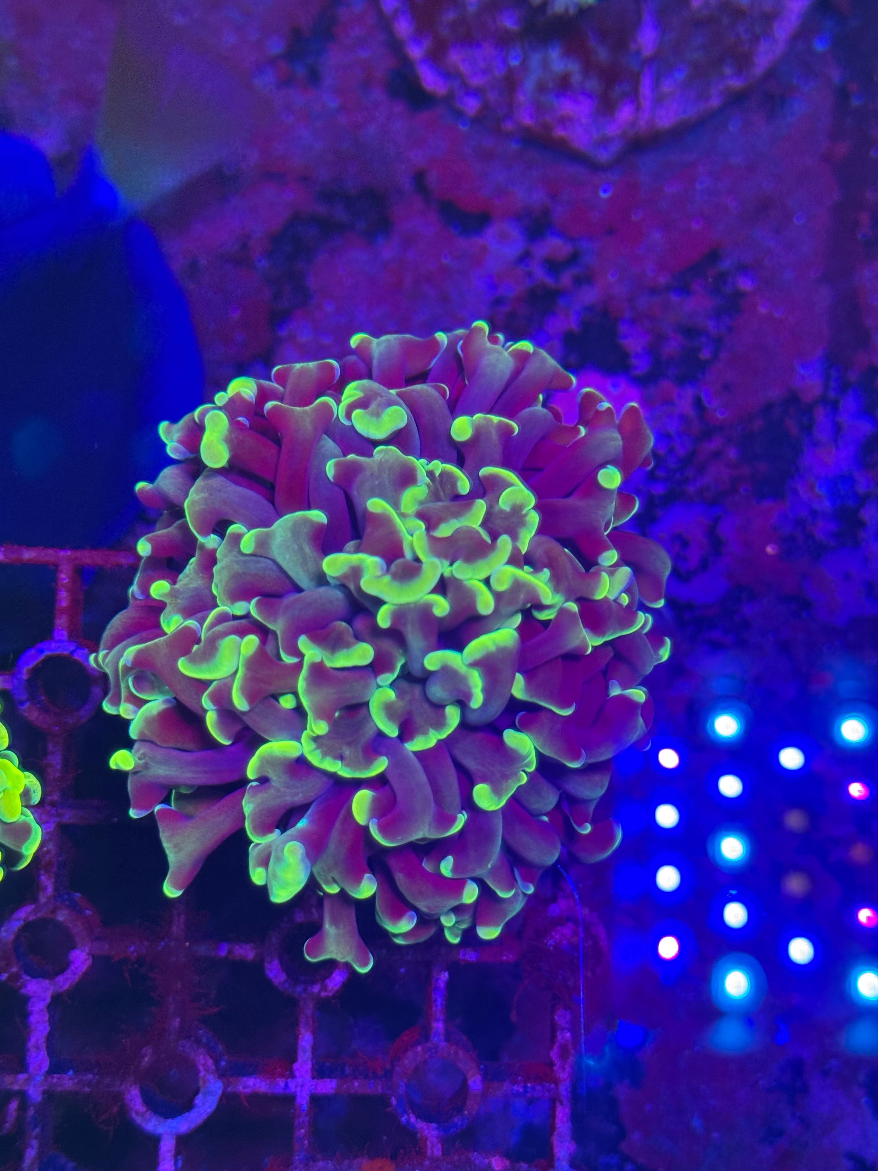Hammer Corals