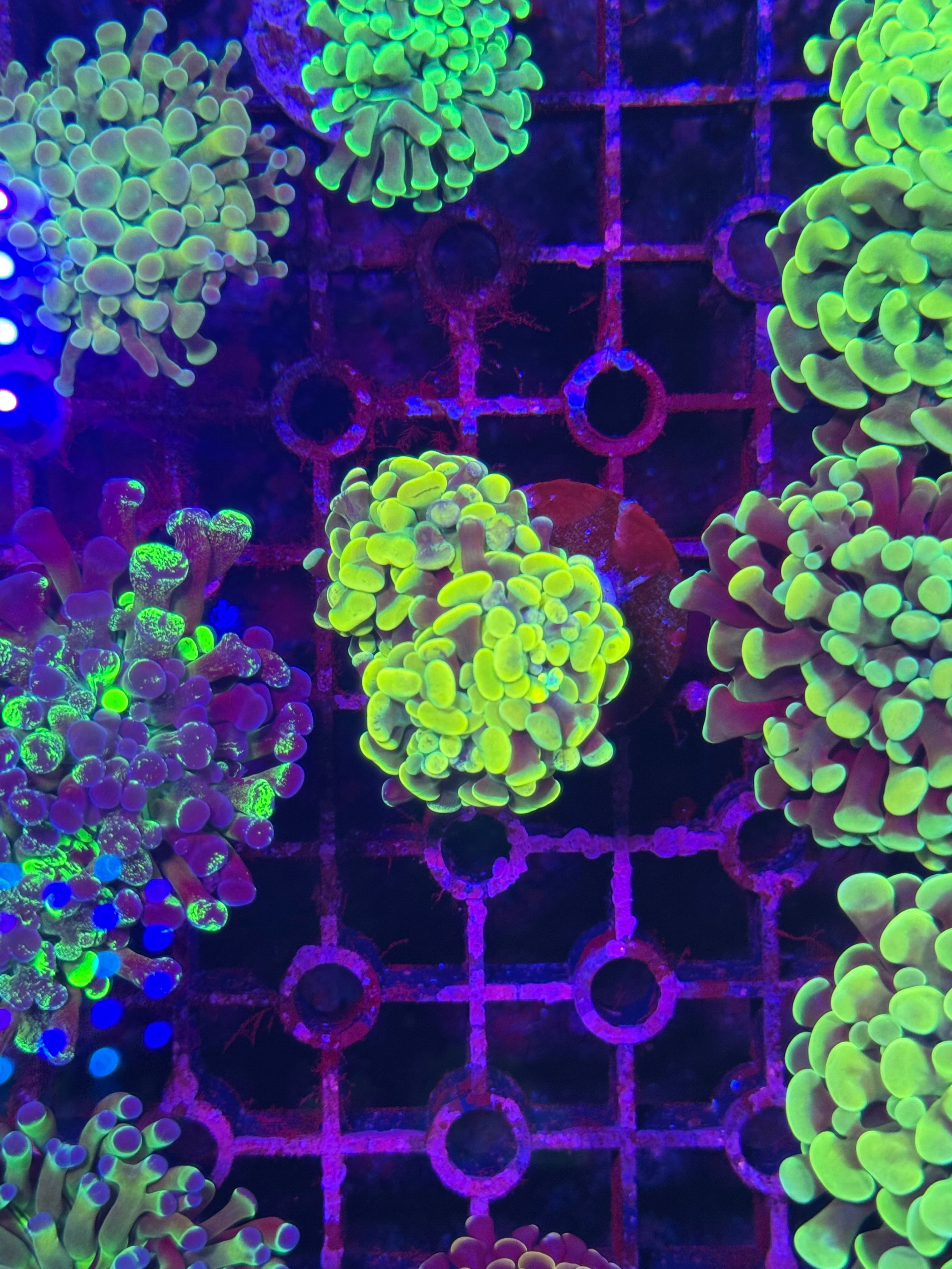 Hammer Corals
