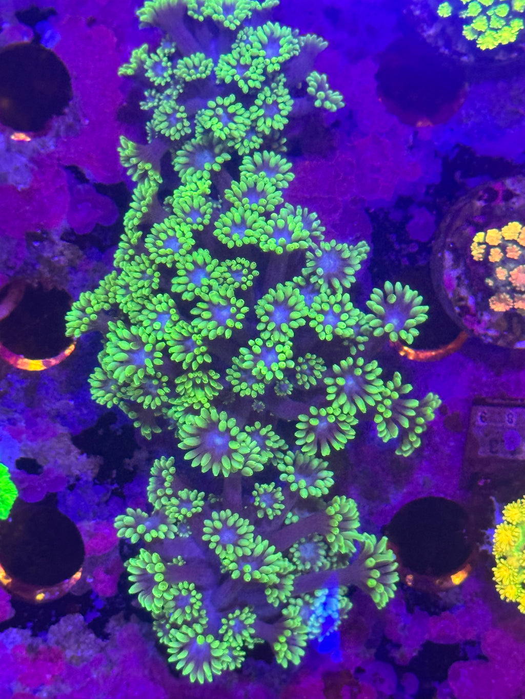 Goniopora/ alvepora